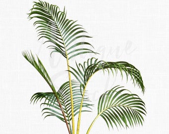 Palm-tree Digital Download, Botanical Illustration "Champagne Palm" PNG / JPG Images for Wall Art Decor, Invitations, Collages...