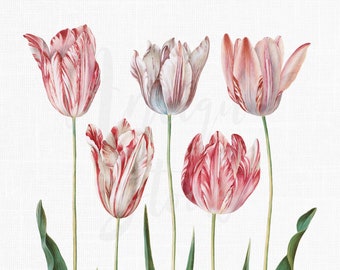 Clipart przedstawiający kwiaty „Tulipan Didiera” Ilustracja botaniczna PNG + JPG Pliki do pobrania na zaproszenia ślubne, wydruki, kolaże...
