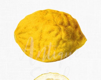 Watercolor PNG, Printable Art "Lemon Fruit" Illustration, Instant Download Images for Prints, Scrapbook, Decoupage, Crafts...