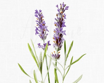 PNG + JPG vintage Herb Image « Common Lavender » Illustration botanique, téléchargement numérique pour l’art mural, invitations de mariage, artisanat...