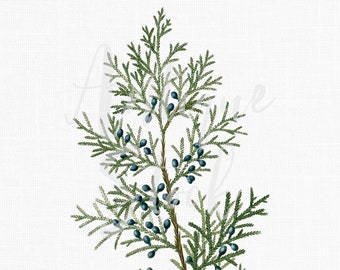 Imagem de clipart de galho de cedro vermelho para download instantâneo para convites, colagens, scrapbooking, impressões, artesanato em papel, arte de parede, impressões...