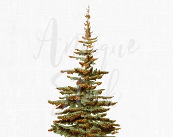 Sublimation Tree Clip Art "White Spruce" PNG / JPG Printable Botanical Illustration for Crafts, Decoupage, Invitations...