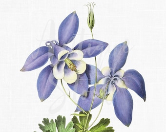 Flower Digital Download "Columbine" Botanical Illustration Image for Invitations, Scrapbooking, Wall Decor, Collages, DIY Projects...