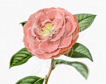 Vintage Flower Download "Pink Camellia" PNG Image for Paper Crafting, Collages, Scrapbooking, Invitations, Cards, Stickers, Tags...