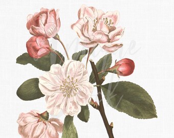 Flowers Old Image "Asiatic Apple" Botanical Illustration PNG for Mix Media, Collages, Transfers, Wall Decor, Scrapbooking, Cards...