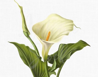 Calla Lily Clipart, Botanical Illustration Art (Digital Download)