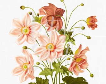 Apricot Anemone Clipart, Botanical Illustration, Vintage Flowers (Digital Download)