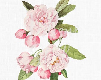 Pink Flowers Clipart "Crab Apple" Botanical Illustration Digital Download Image for Wedding Invitations, Scrapbooking, Collages, Crafts...