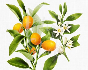 Obst Clipart "Küche" ""Kumquat"" digitaler Download, antike botanische Illustration für Einladungen, Drucke, Collagen, Kunsthandwerk ..."