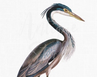PNG Bird Clipart "Black-headed Heron" Imagem de download digital para impressão para impressões de arte de parede, decupagem, álbum de recortes, colagens ...