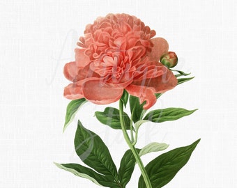 Peony Flower Digital Download "Pink Common Peony" Vintage Botanical Illustration for Prints, Decoupage, Collages, Invites, Cards...