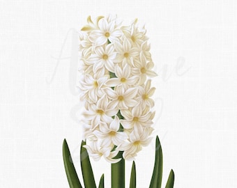 Flower Clip Art Image "White Hyacinth" Botanical Plant Illustration Digital Download for Invitations, Crafts, Collages, Wall Art Prints...