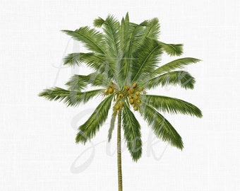 Palm Tree Clipart &quot;Coconut&quot; Digital Download Printable PNG and JPG Images for Invitations, Collages, Wall Art Prints, Decoupage...