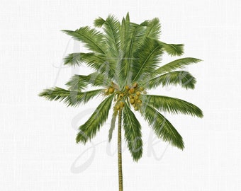 Palm Tree Clipart "Coconut" Digital Download Printable PNG and JPG Images for Invitations, Collages, Wall Art Prints, Decoupage...