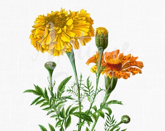 Flower Clip Art "Aztec Marigold" Digital Download, Autumn Botanical Illustration Image for Invitations, Crafts, Collages, Wall Art...