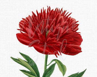 Peony Flower Image "Red Common Peony" Art Instant Download for Wedding Invitations, Collages, Scrapbooking, Prints, Paper Crafts...