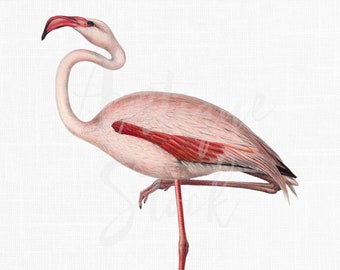 Flamingo Clipart Vintage, Printable Image "Common Flamingo" Digital Download for Sublimation, Crafts, Wall Art, Collages, Transfers...