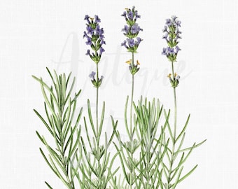 Botanical Download Print "Lavender" Vintage Printable Image for Crafts, Wall Art, Collages, Transfers, Scrapbooking...