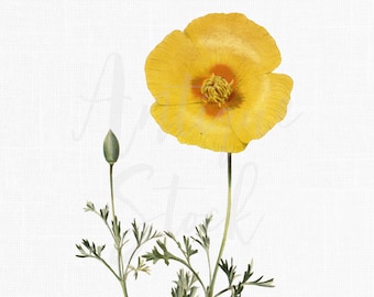Peut inclure: Une seule fleur de pavot jaune avec un bouton et une tige verts. La fleur a un centre jaune avec des accents orange. La tige a des feuilles vertes.