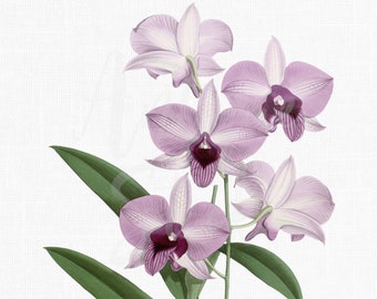 Orchid Flowers Clip Art "Lilac Dendrobium" Botanical Illustration Digital Download Image for Invitations, Crafts, Collages, Wall Art...