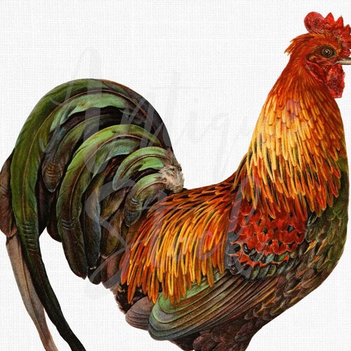 Watercolor Png Rooster Printable Digital Download Etsy