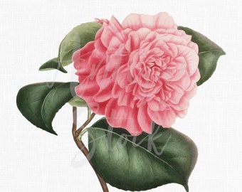 Flower Clip Art "Camellia Triumphans" Botany Print, Printable Instant Download for Invitations, Decoupage, Collages, Crafts...