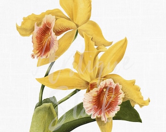 May include: Two yellow orchids with red and white centres. The orchids are in bloom and have green leaves.