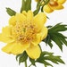 see more listings in the FLOWERS ∙ YELLOW section