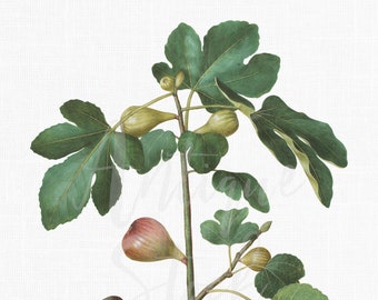 18x24 botaniskt utskrivbart digitalt tryck av "vanligt fikon"-frukt i PNG och JPG för tapetdesign, festdekor, grafisk design...