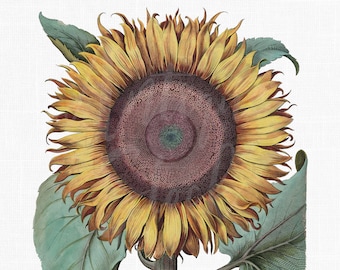 Peut inclure: Une illustration vintage d'un tournesol avec des pétales jaunes et un centre brun foncé. Le tournesol a des feuilles vertes et une tige brune.