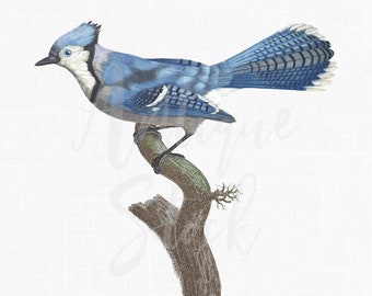 Vintage Bird Illustration "Blue Jay" Bird Clipart Image, PNG & JPG Printable Files for Wall Art Decor, Collages, Decoupage,