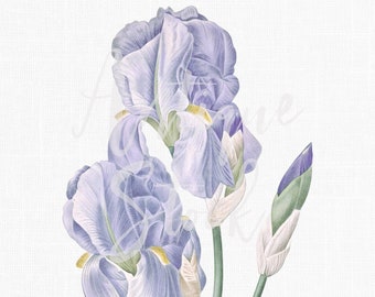 Utskrivbar blommotiv "Iris Pallida" i PNG + JPG-format, 12x16, för hantverk, väggkonst, collage...