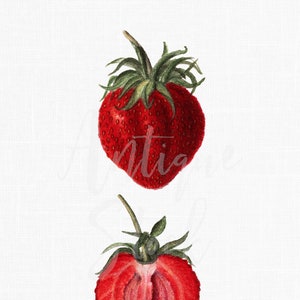 Obst Bild Download "Longworth Strawberry" Botanische Illustration JPG / PNG Dateien zum Basteln, Druck, Decoupage, Collagen ...