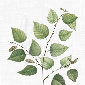 Clipart plante « Bouleau » Illustration botanique en téléchargement numérique pour faire-parts, scrapbooking, art mural, créations en papier...