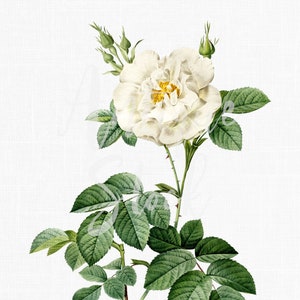 Blumen Clipart ""Alba Rose"" Botanische Illustration digitaler Download für Drucke, Scrapbooking, Collagen, Einladungen, Kartengestaltung ...