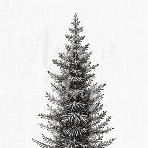 Tree Digital Download "Norway Spruce Tree" PNG & JPG Clipart for Sublimation, Card Making, Scrapbooking, Prints, Collages, DIY Projects...