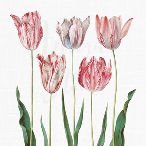Bloemen clipart "Didier's Tulip" botanische illustratie PNG + JPG downloadbare bestanden voor huwelijksuitnodigingen, prenten, collages...