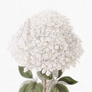 White Flowers Clipart, Botanical Illustration &quot;Chinese Snowball&quot; Instant Download Image for Invitations, Scrapbook, Prints, Collages...