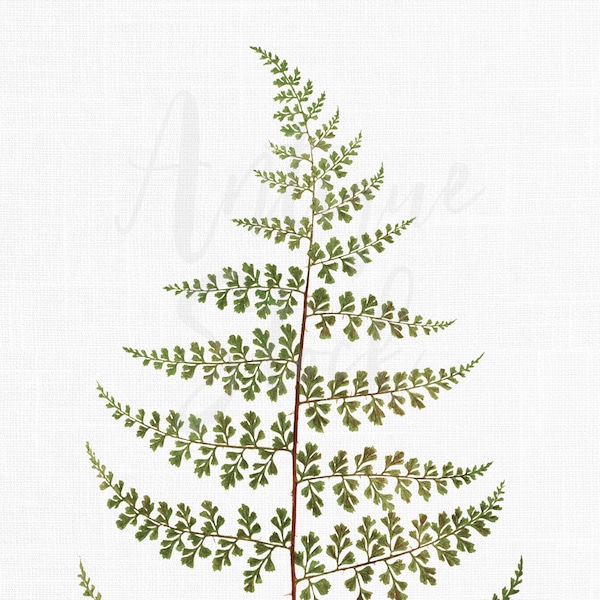 Fern Leaf Botanical Print "Thicket Creepingfern" Digital Download Illustration for Invitations, Crafts, Collages, Wall Art...