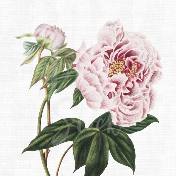 Peony Flower "Pink Chinese Tree Peony" Botanical Illustration Digital Download Image for Invitations, Scrapbook, Prints, Collages...