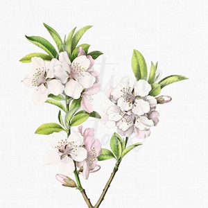 Digital Download Image "Almond" Blossom Flowers, Botanical Illustration for Scrapbooking, Prints, Paper Craft, Wedding Invitations...