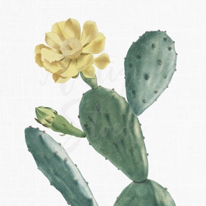 Botanische Illustration "Eastern Prickly Pear" Obst Clipart Digital Download für Hochzeitseinladungen, Collagen, Decoupage, Basteln...