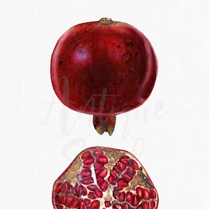 Watercolor Clipart &quot;Pomegranate Fruit&quot; Botanical Illustration, PNG + JPG Images for Wall Art Prints, Crafts, Collages...