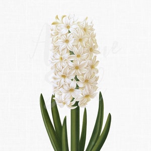 Blumen-ClipArt-Bild „Weiße Hyazinthe“ Botanische Pflanzenillustration Digitaler Download für Einladungen, Kunsthandwerk, Collagen, Wandkunstdrucke...