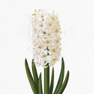 Flower Clip Art Image "White Hyacinth" Botanical Plant Illustration Digital Download for Invitations, Crafts, Collages, Wall Art Prints...