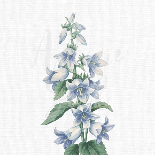 Botanical Print "Nettle-leaved Bellflower" Digital Art Watercolor, Botanical Illustration for Invitations, Crafts, Collages, Wall Art...