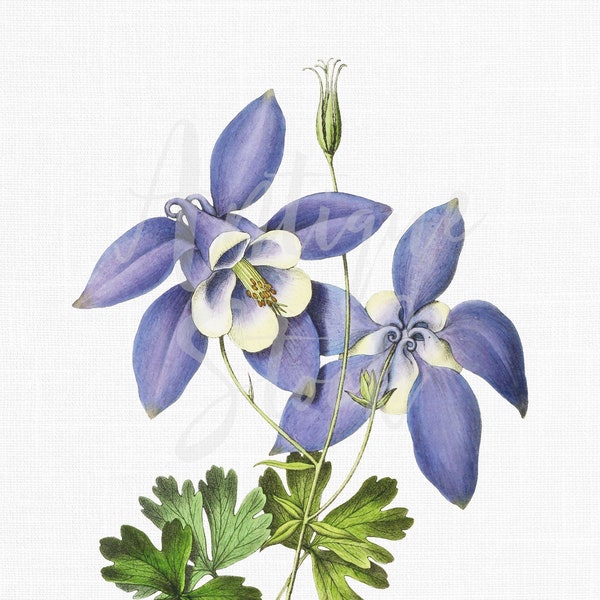 "Blume ""Akelei"" botanische Illustration als digitaler Download für Einladungen, Scrapbooking, Wanddeko, Collagen, DIY-Projekte...."
