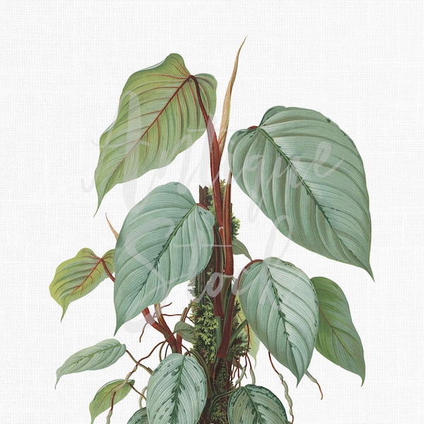 Plant Clip Art "Philodendron" Antique Botanical Illustration PNG and JPG Image for Wall Decor, Crafts, Collages...