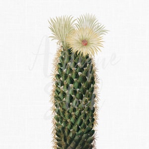 Cactus Clip Art, illustration botanique vintage « Beehive Cactus » Télécharger l’image pour sublimation, invitations, collages, découpage, artisanat...