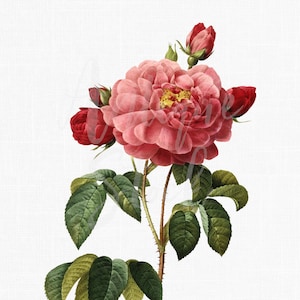 Imagem de ilustração botânica de clipart de rosas "Rosa Gallica" para convites de casamento, criação de cartões, scrapbooking, impressões, colagens...